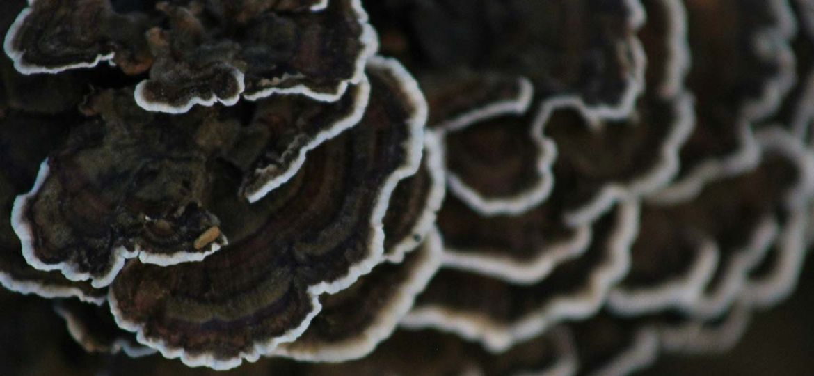 mushrooms
