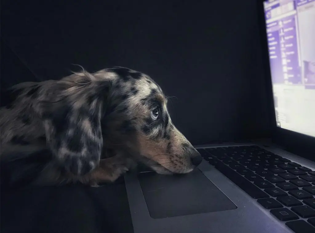 dog on the computer
