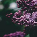 spring flowers - GC Network Solutions spring flowers